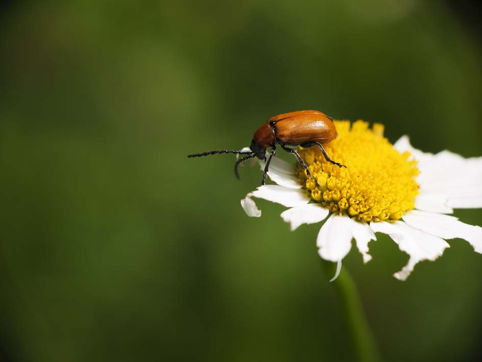 In un prato un po in collina: Exosoma lusitanicum